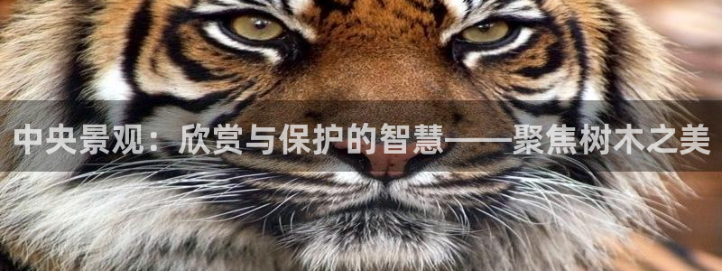 摩根娱乐是骗局吗：中央景观：欣赏与保护的智慧——聚焦树木之美