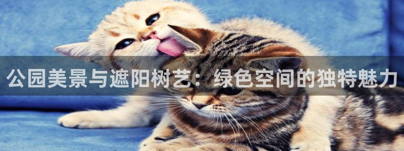 摩根娱乐宝总部：公园美景与遮阳树艺：绿色空间的独特魅力