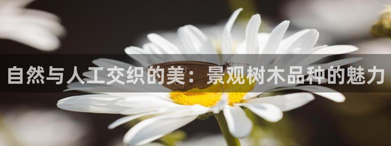 摩根娱乐平台