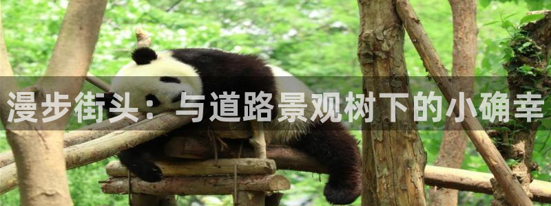 下载摩根娱乐宝：漫步街头：与道路景观树下的小确幸