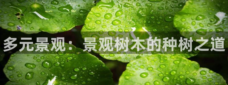 摩根娱乐是什么：多元景观：景观树木的种树之道