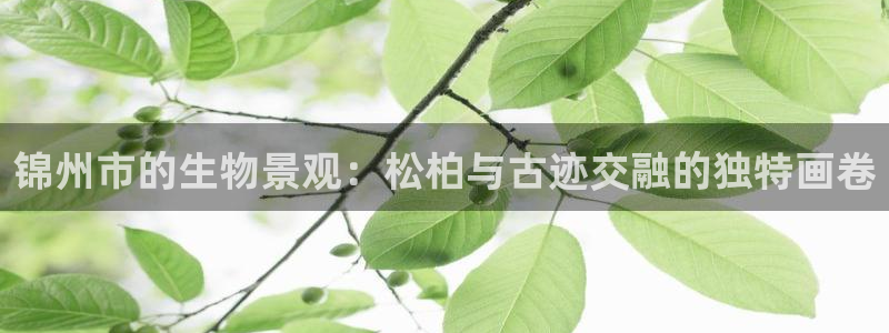 摩根娱乐注册账号：锦州市的生物景观：松柏与古迹交融的独特画卷