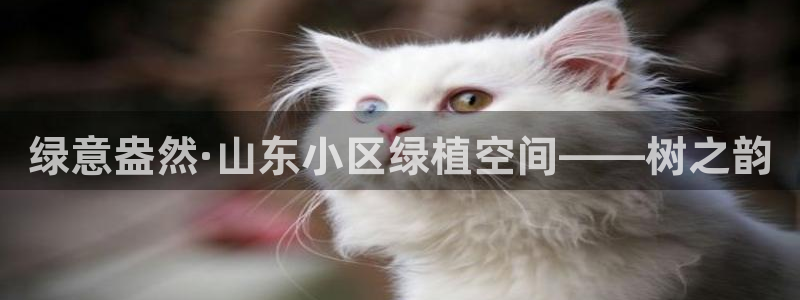 摩根娱乐挂机项目怎么样