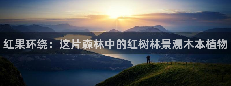 摩根娱乐创始人:红果环绕:这片森林中的红树林景观木本植物